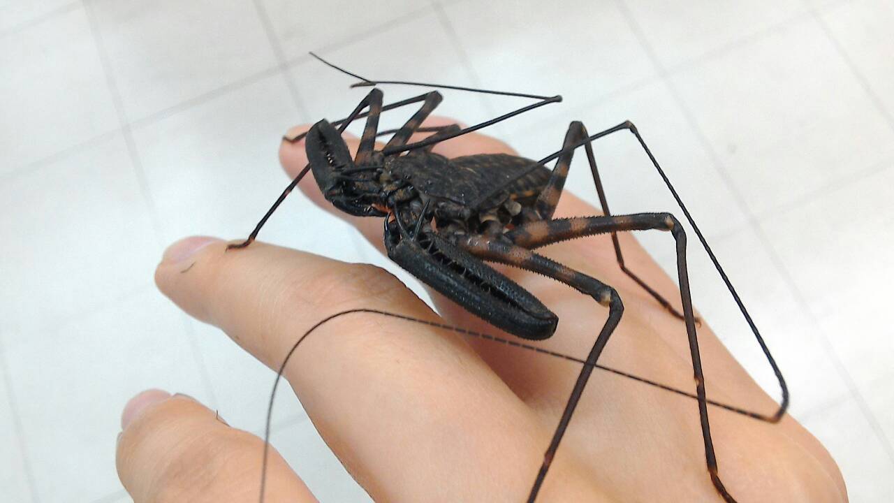 モキモキワキワキ タンザニア バンデット オオウデムシ ふぇねの妙な手記