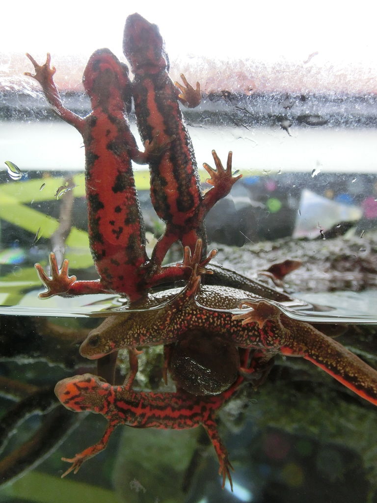 赤いお腹の赤腹イモリ ふぇねの妙な手記