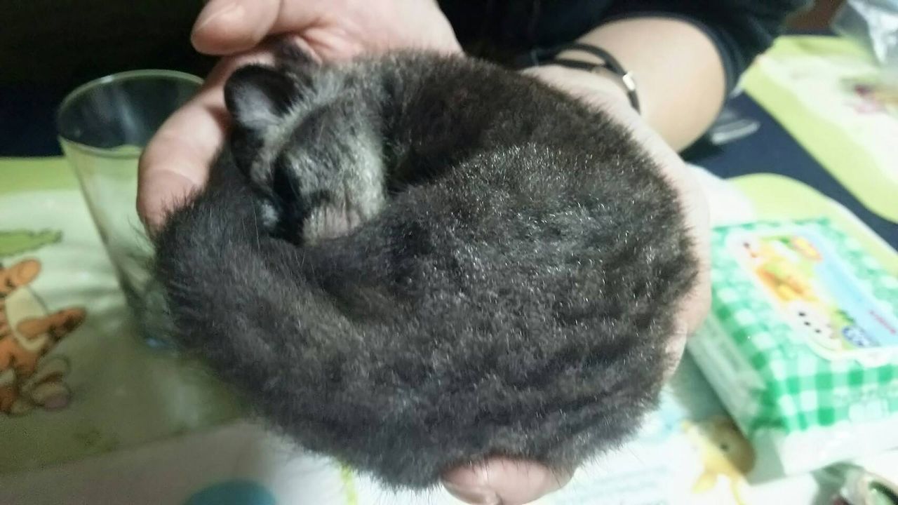 ジャコウ猫 ミスジパームシベット 生後33日 ふぇねの妙な手記 ジャコウ猫 ミスジパームシベット 生後33日 ふぇねの妙な手記
