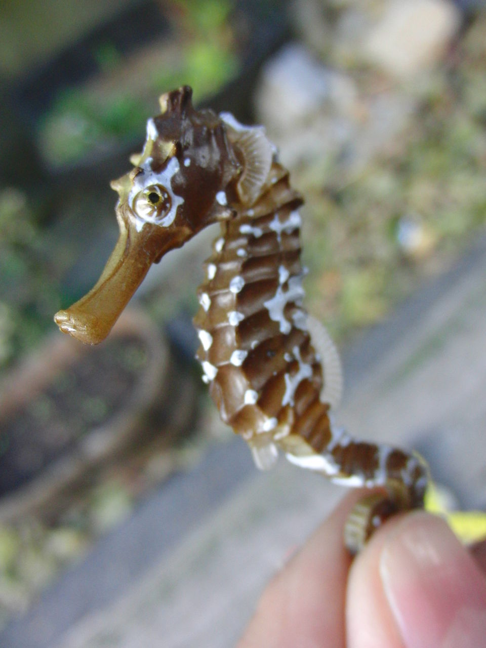 縁起物ガチャガチャ Element エレメント 北浜アリーの雑貨屋店長日記