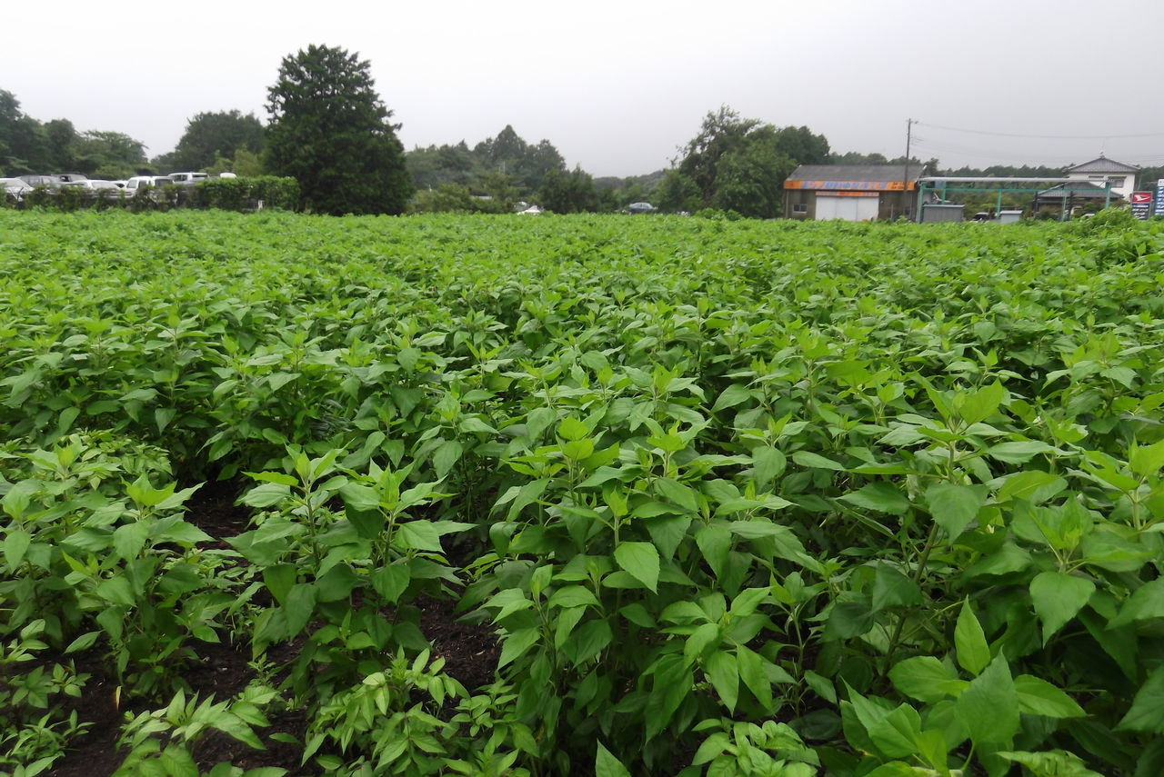 菊芋畑につる草と雑草が大分出てきました 菊いも弥 菊芋畑につる草と雑草が大分出てきました 菊いも弥