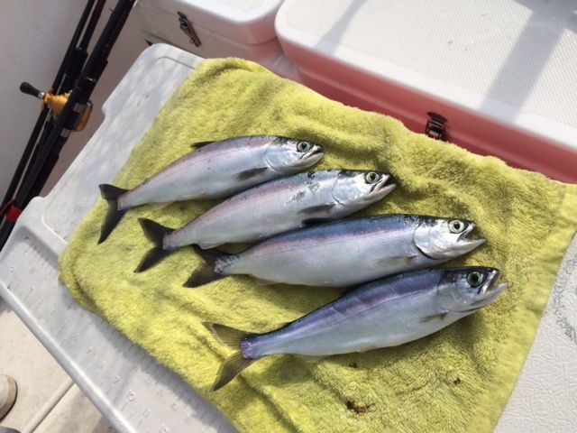 支笏湖チップ解禁りゅうちゃんと出動 北海道の釣り 釣り なかちゃんの釣り