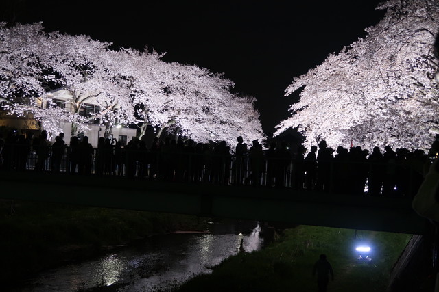 調布市の野川の夜桜のライトアップに行ってきた 18 なか2656のblog