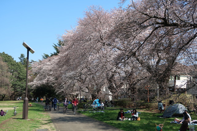 野川公園に桜を見に行ってきた 18 なか2656のblog