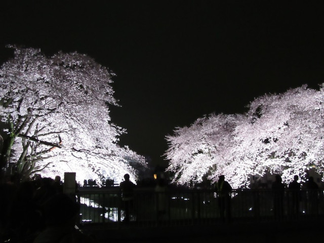 今年も調布市の野川の夜桜のライトアップが行われる 18 なか2656のblog