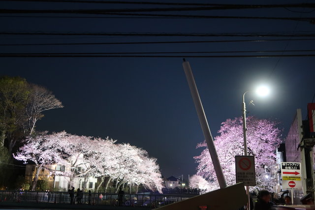 調布市 野川の桜のライトアップに行ってきた 19 なか2656のblog 調布市 野川の桜のライトアップに行ってきた 19 なか2656のblog