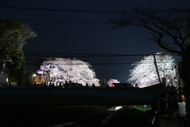 調布市 野川の桜のライトアップに行ってきた 19 なか2656のblog