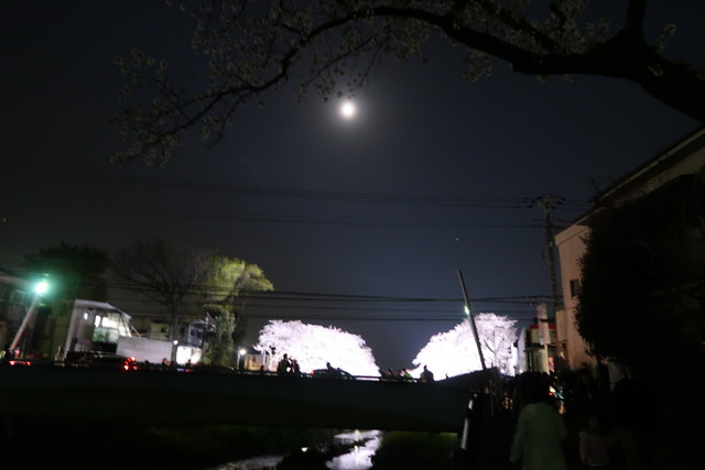 調布市の野川の夜桜のライトアップに行ってきた 18 なか2656のblog