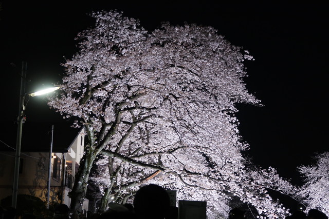 調布市の野川の夜桜のライトアップに行ってきた 18 なか2656のblog