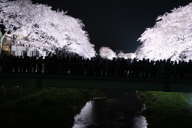 調布市の野川の夜桜のライトアップに行ってきた 18 なか2656のblog