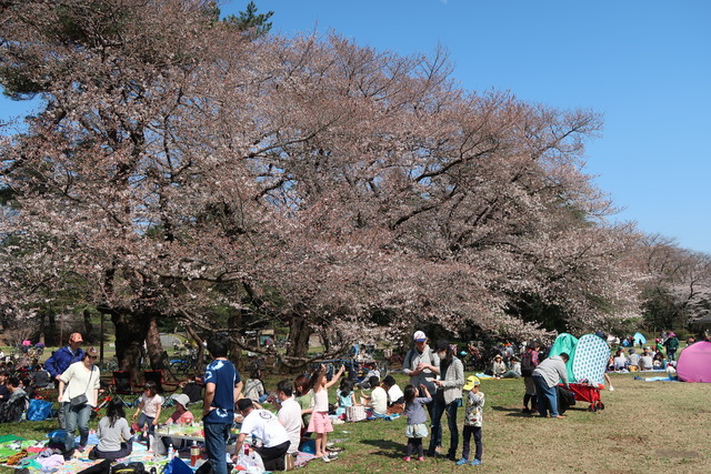 野川公園に桜を見に行ってきた 18 なか2656のblog