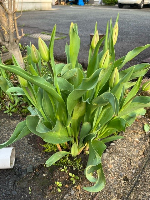 image12