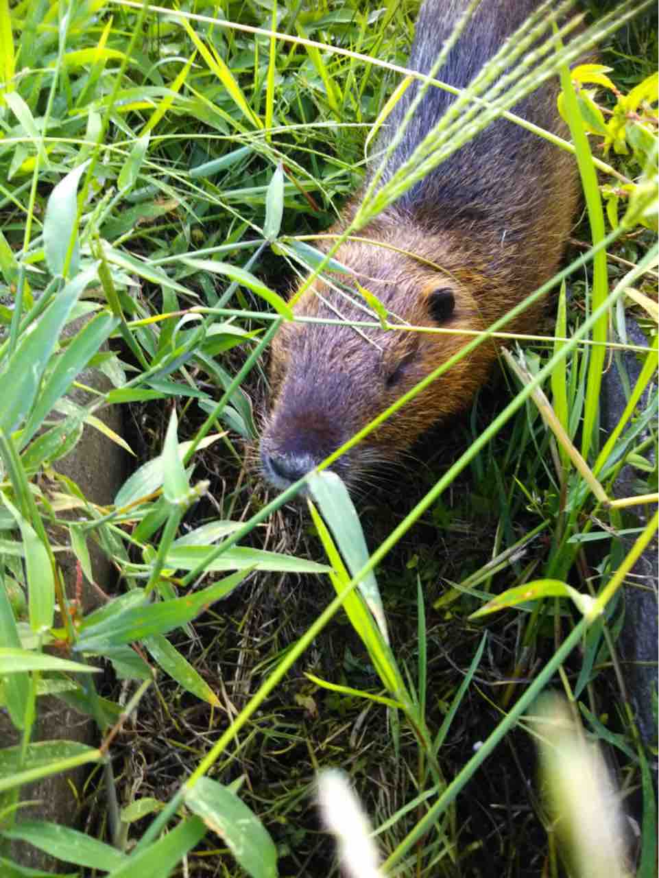 ヌートリア 中のひとり事 再び