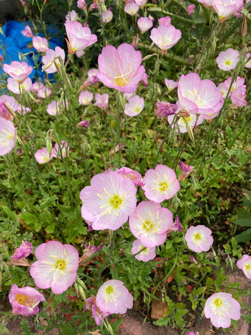 いろんな花 中のひとり事 再び いろんな花 中のひとり事 再び