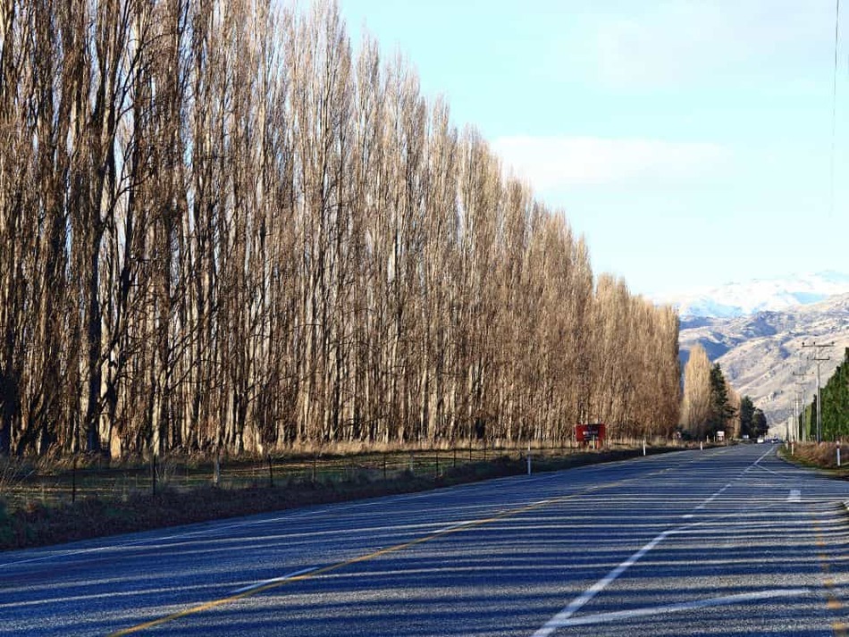 ニュージーランド