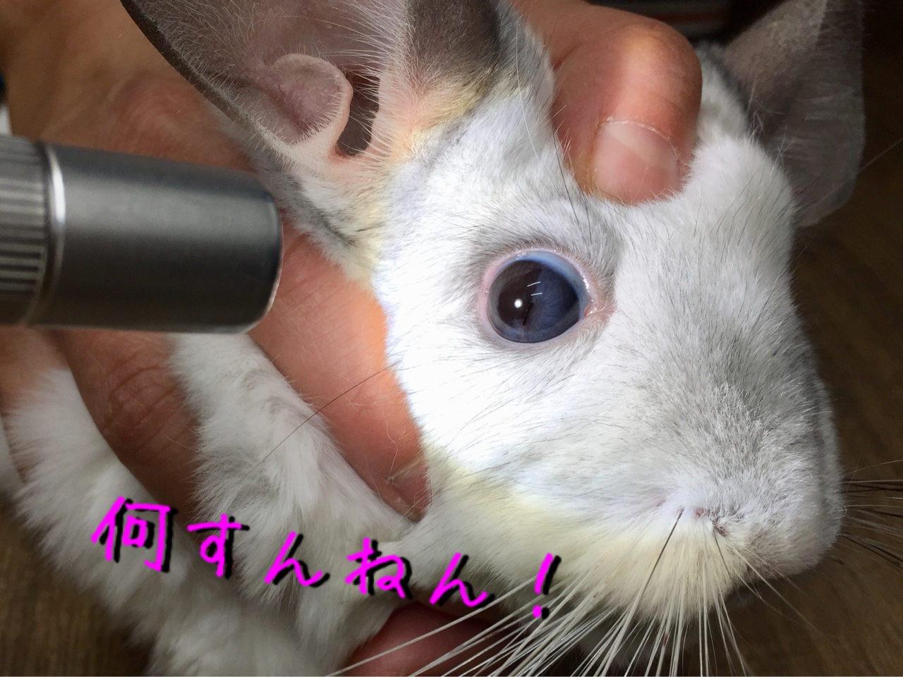 おかめ病院に行く チンチラお千代の日常