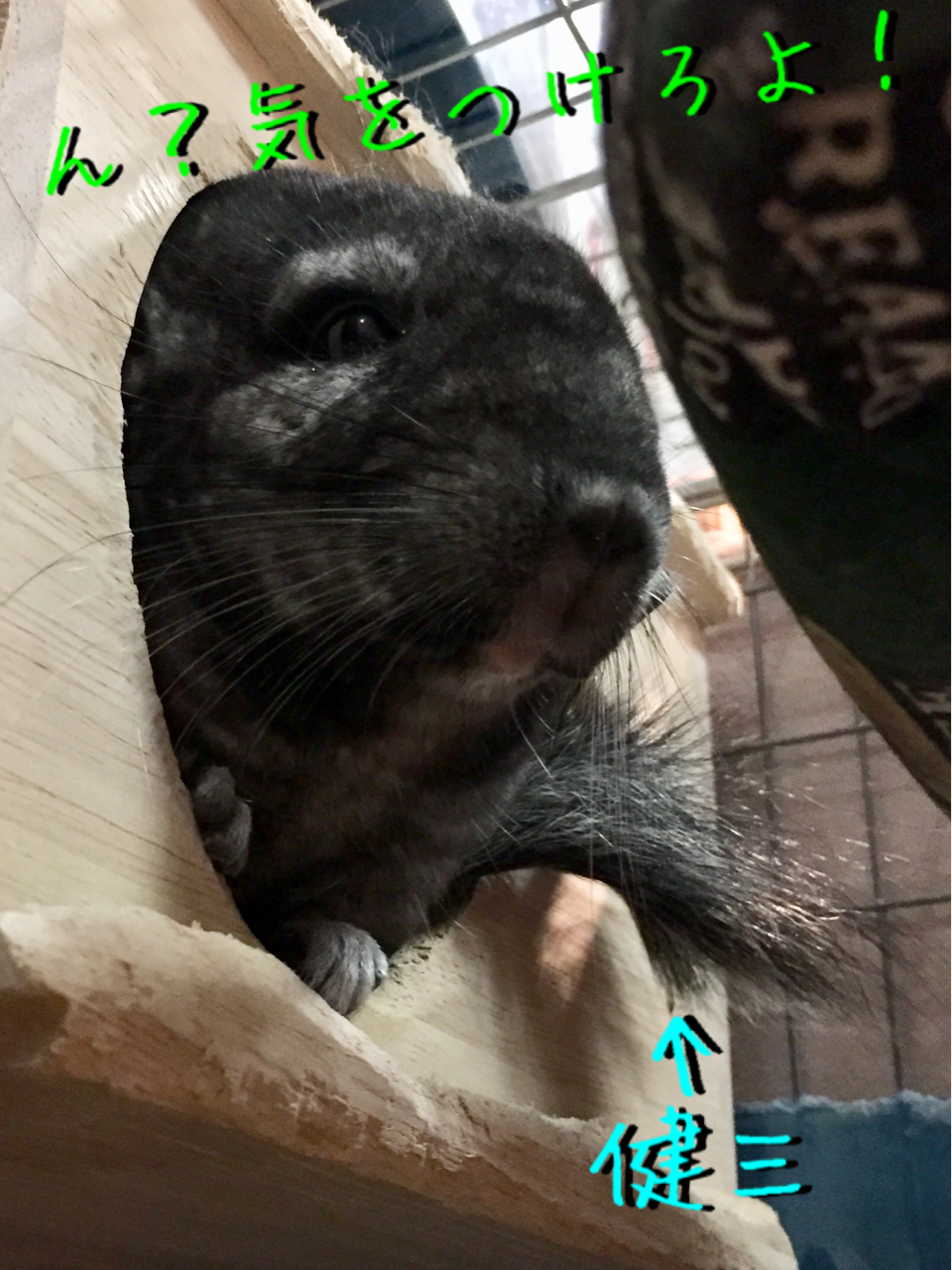 そんな女じゃない チンチラお千代の日常