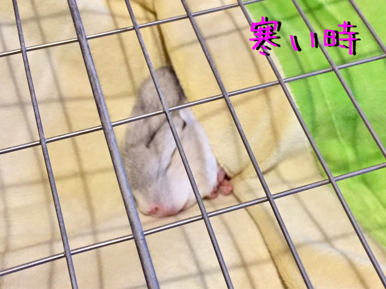 冬到来 チンチラお千代の日常