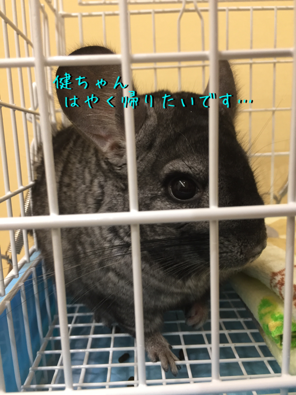 健三の怪我 チンチラお千代の日常 健三の怪我 チンチラお千代の日常