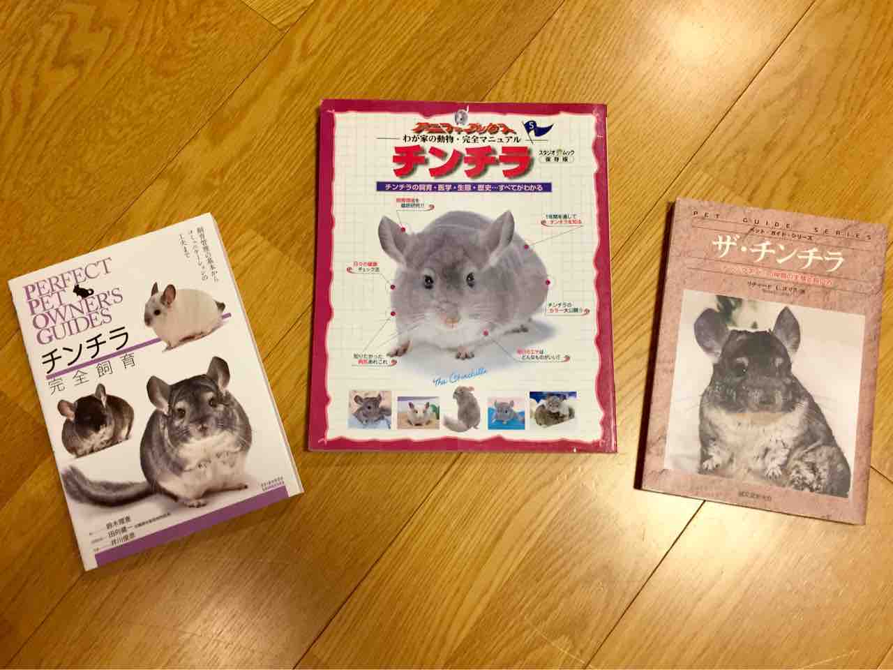 真面目な話 チンチラお千代の日常