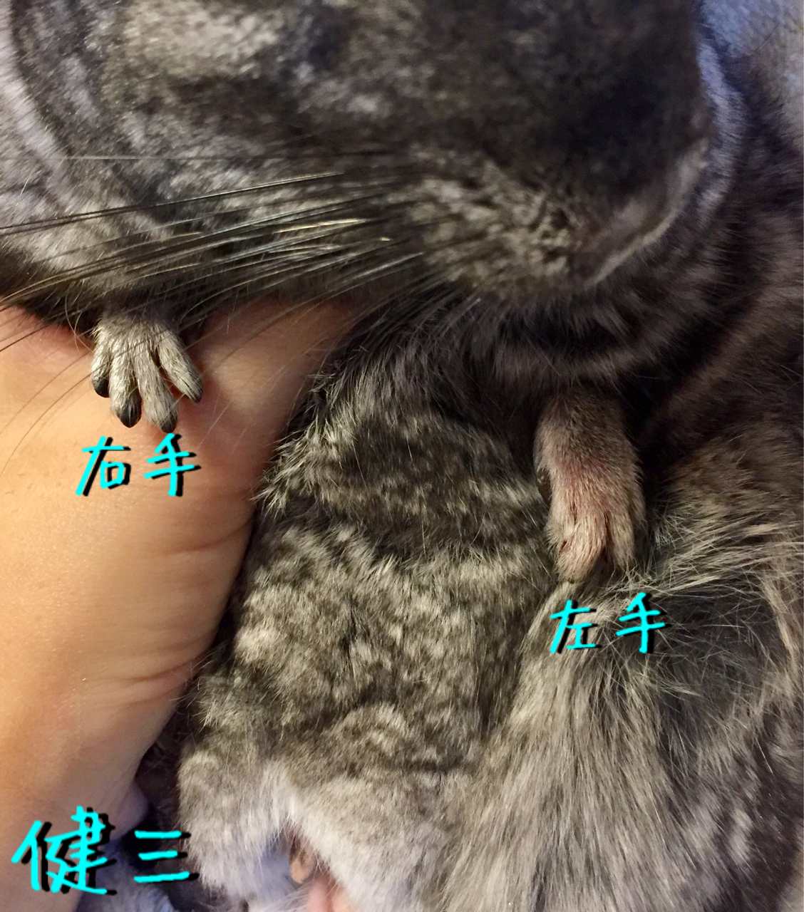 健三の怪我 チンチラお千代の日常 健三の怪我 チンチラお千代の日常