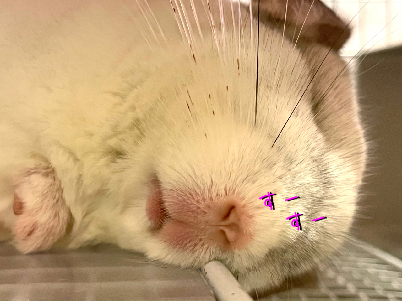 落ちそう チンチラお千代の日常 落ちそう チンチラお千代の日常