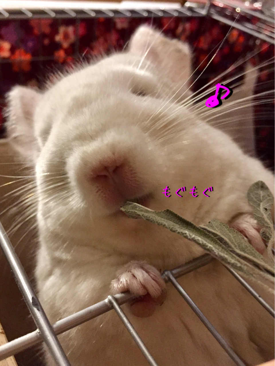 我が家の おやつ事情 : チンチラお千代の日常