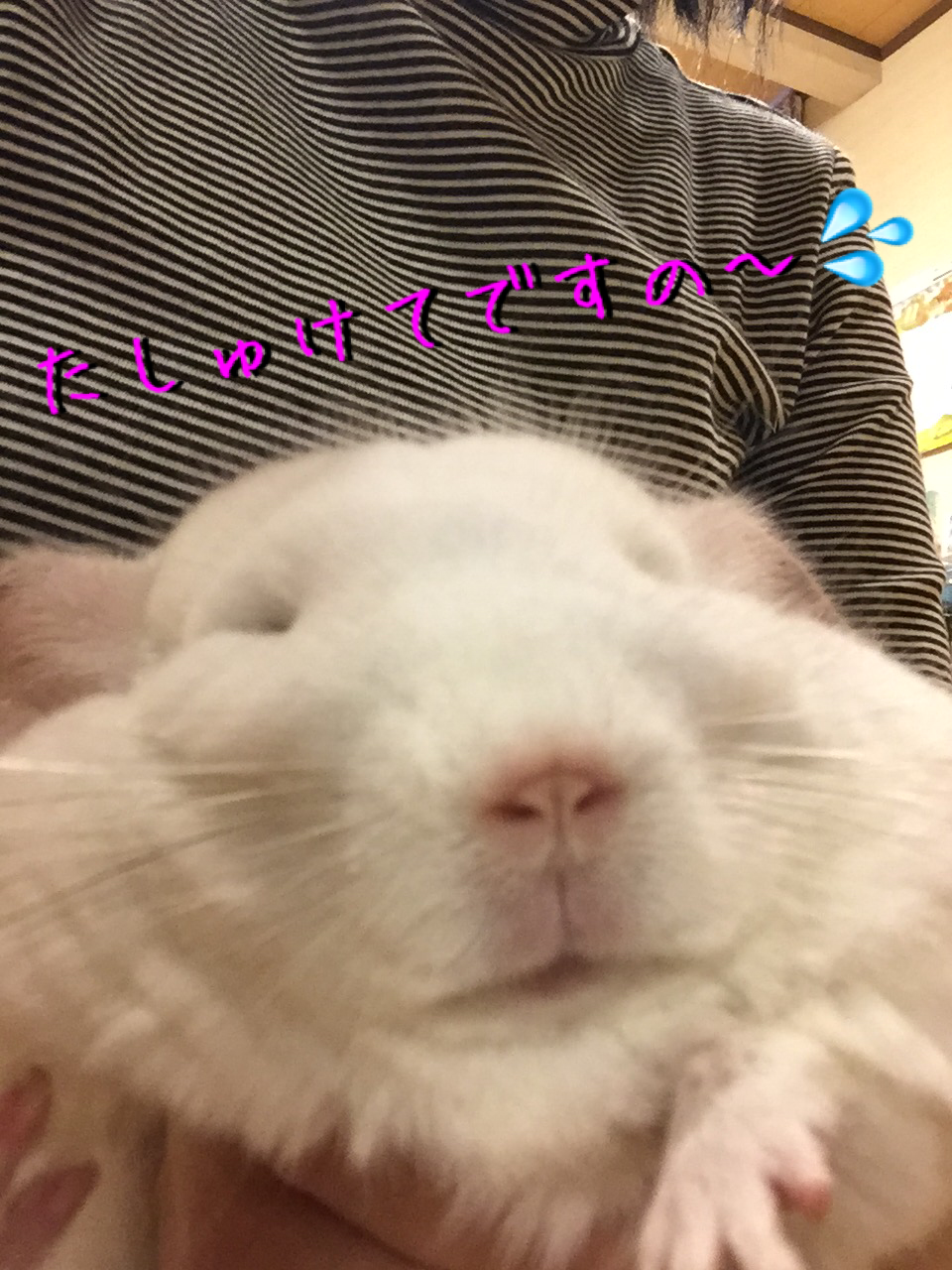だい きょう 毛 玉