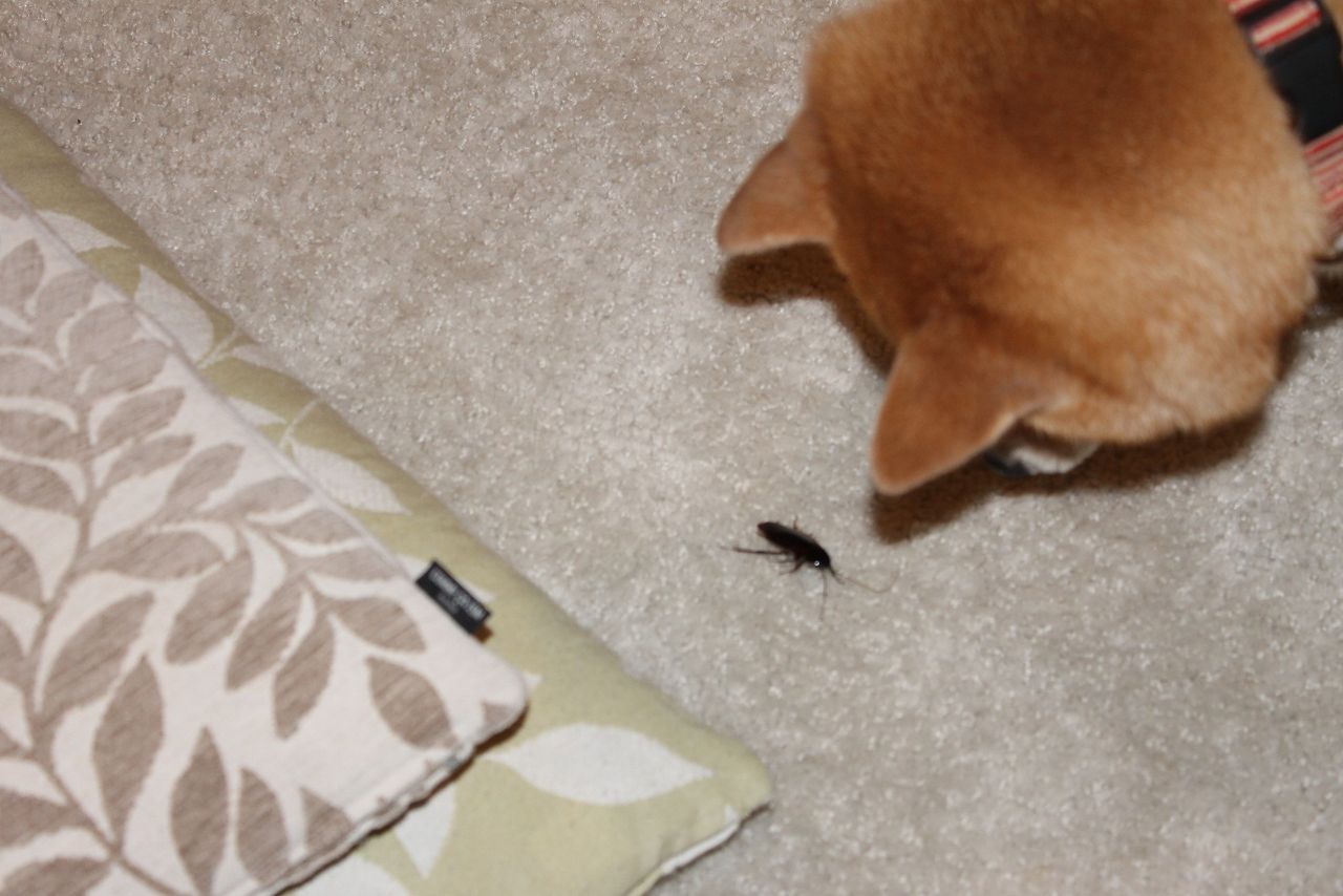 インスピレーション 犬 ゴキブリ