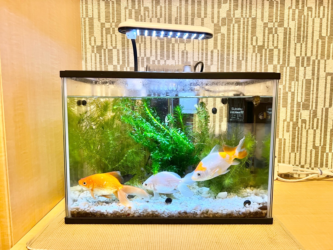 近況報告 わたくしごとですが Powered By ライブドアブログ