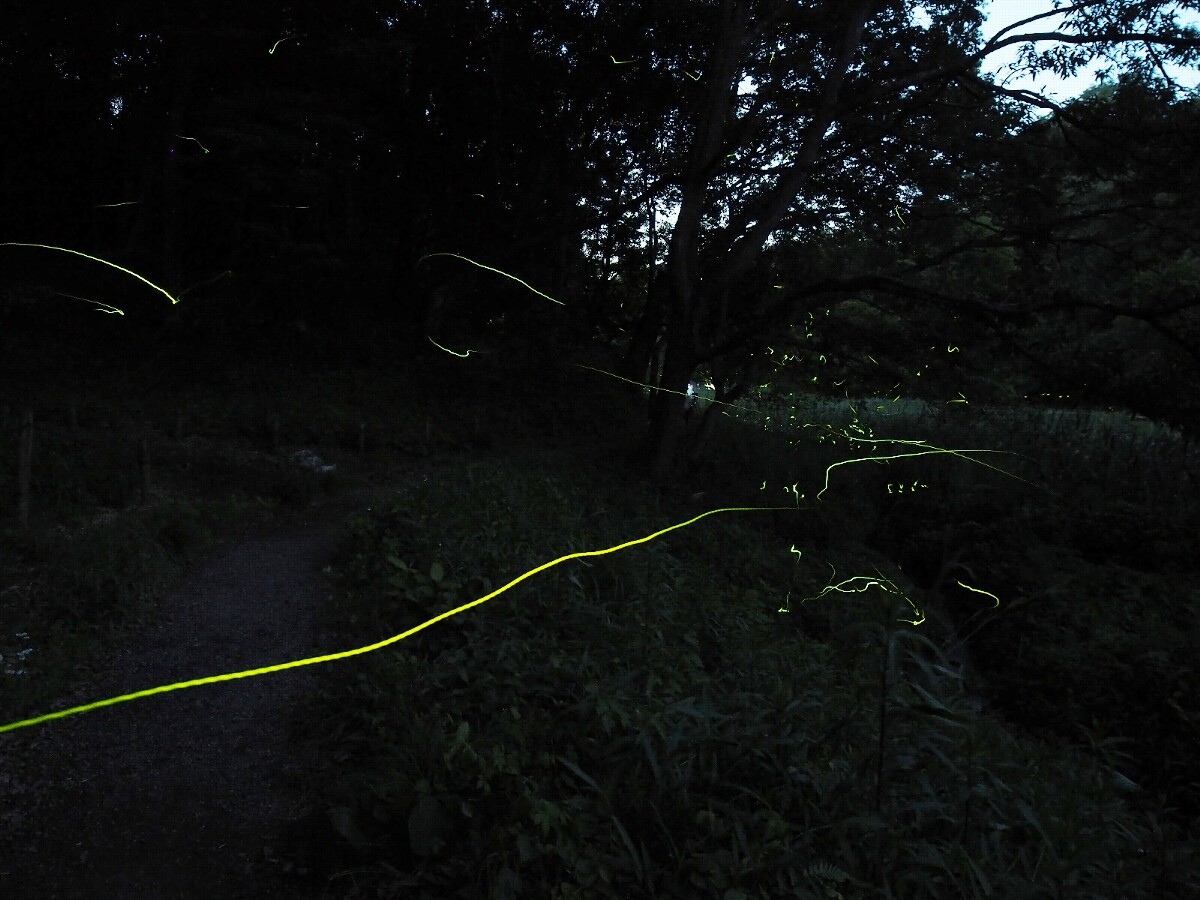投稿：横浜～四季の森公園のホタル 2024/06/03 : 中川光学研究室ブログ