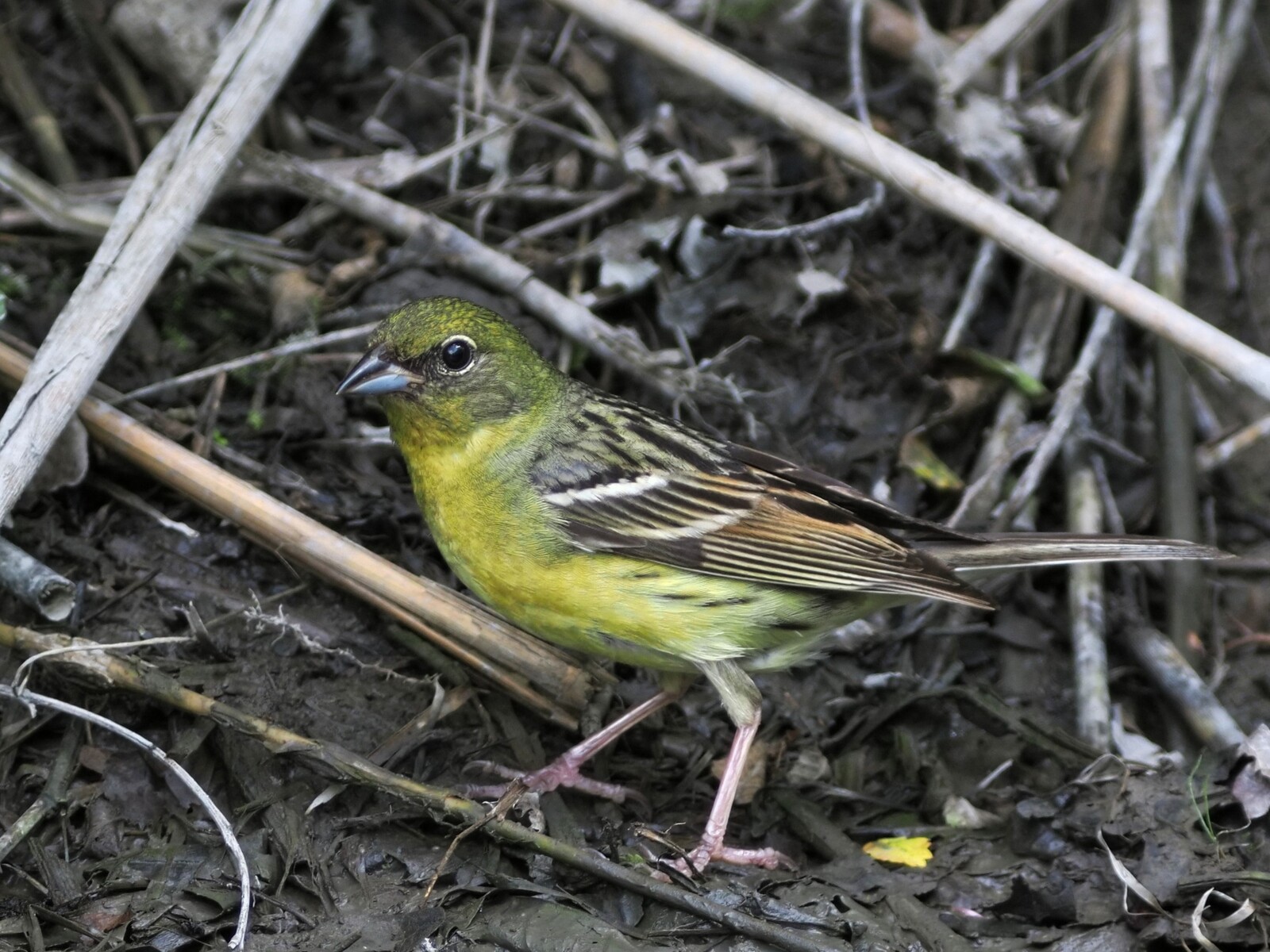 投稿：夏の水場の鳥たち 2023/09/06 : 中川光学研究室ブログ