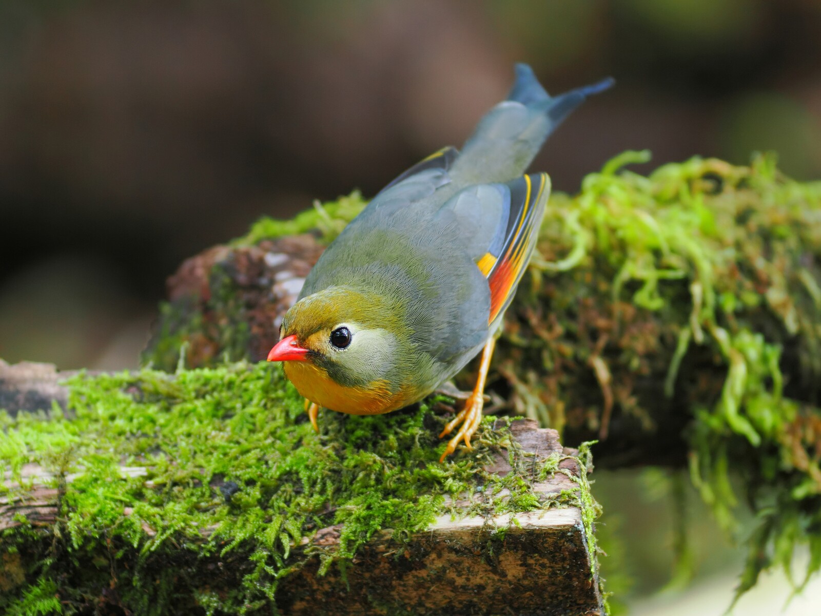 投稿：野鳥～コマドリ3態とソウシチョウ 2024/10/29 : 中川光学