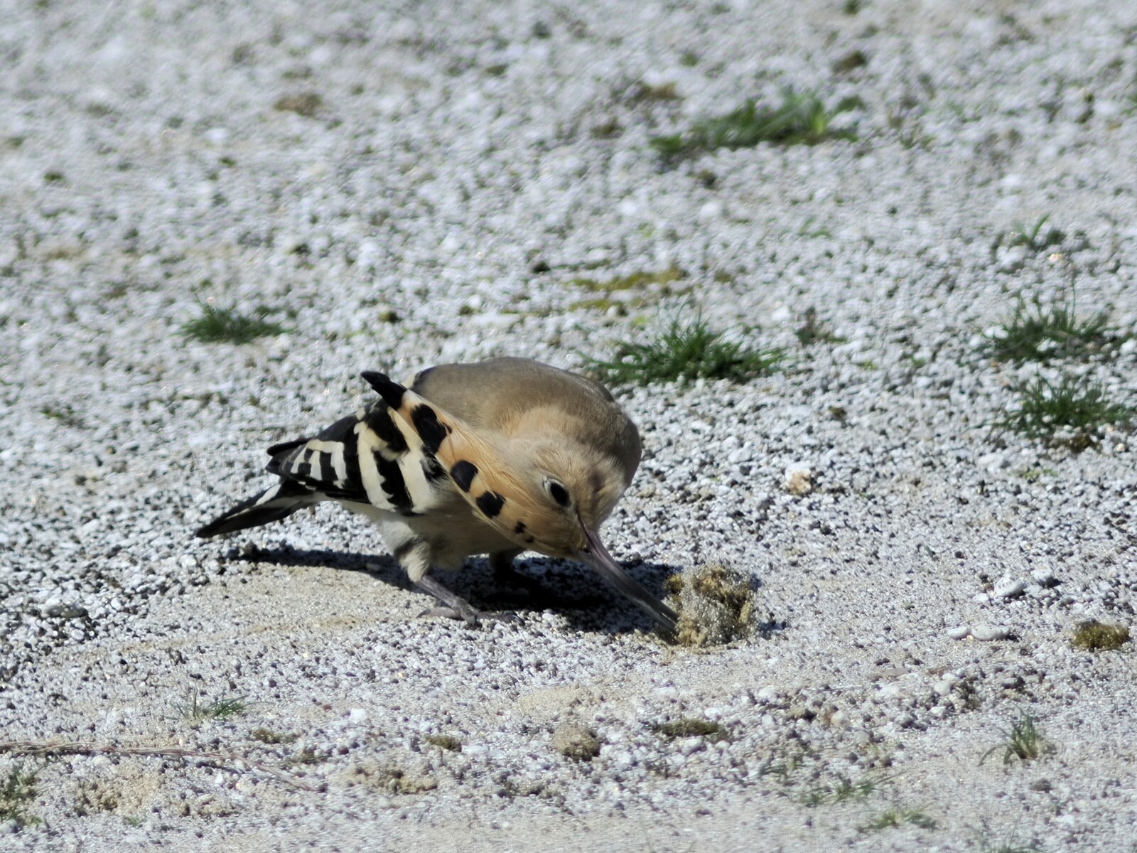 投稿：珍鳥ヤツガシラ 2025/04/12 : 中川光学研究室ブログ