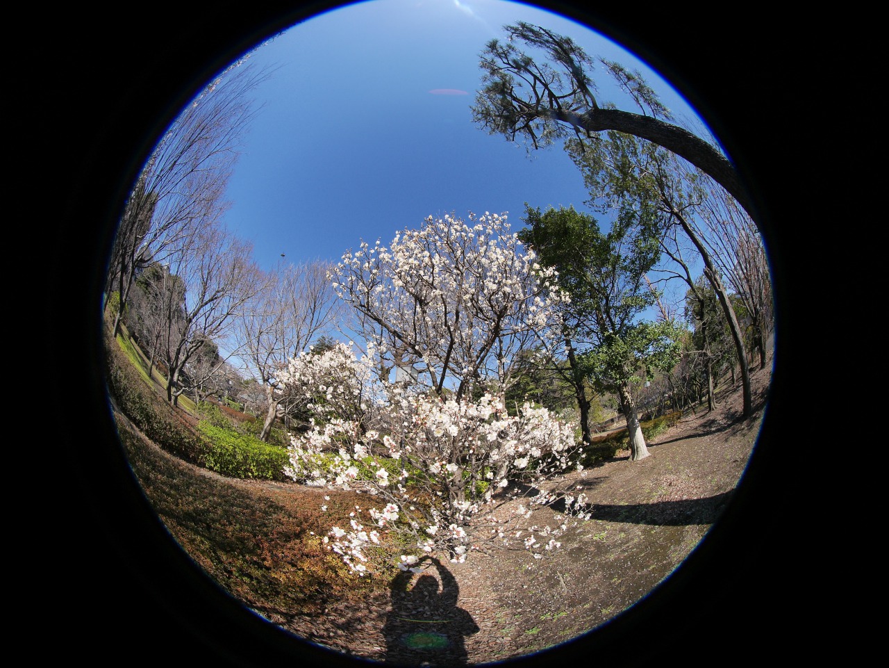 速報 哲学堂公園の梅 01 30 中川光学研究室ブログ 速報 哲学堂公園の梅 01 30 中川光学研究室ブログ
