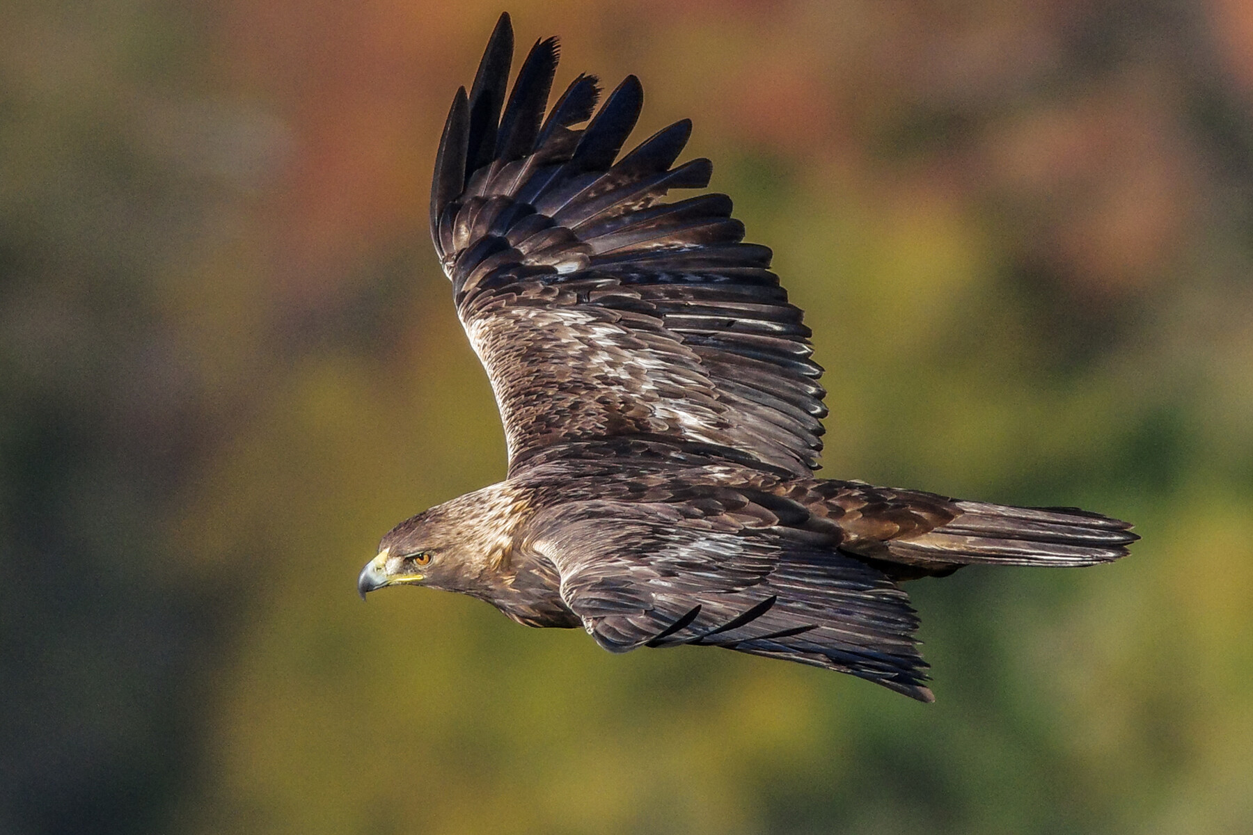 kamakiページ  ホヌ✕3機 kamakiページ ホヌ✕3機 510i3vl5rIL._AC_SY200_QL15_.jpg