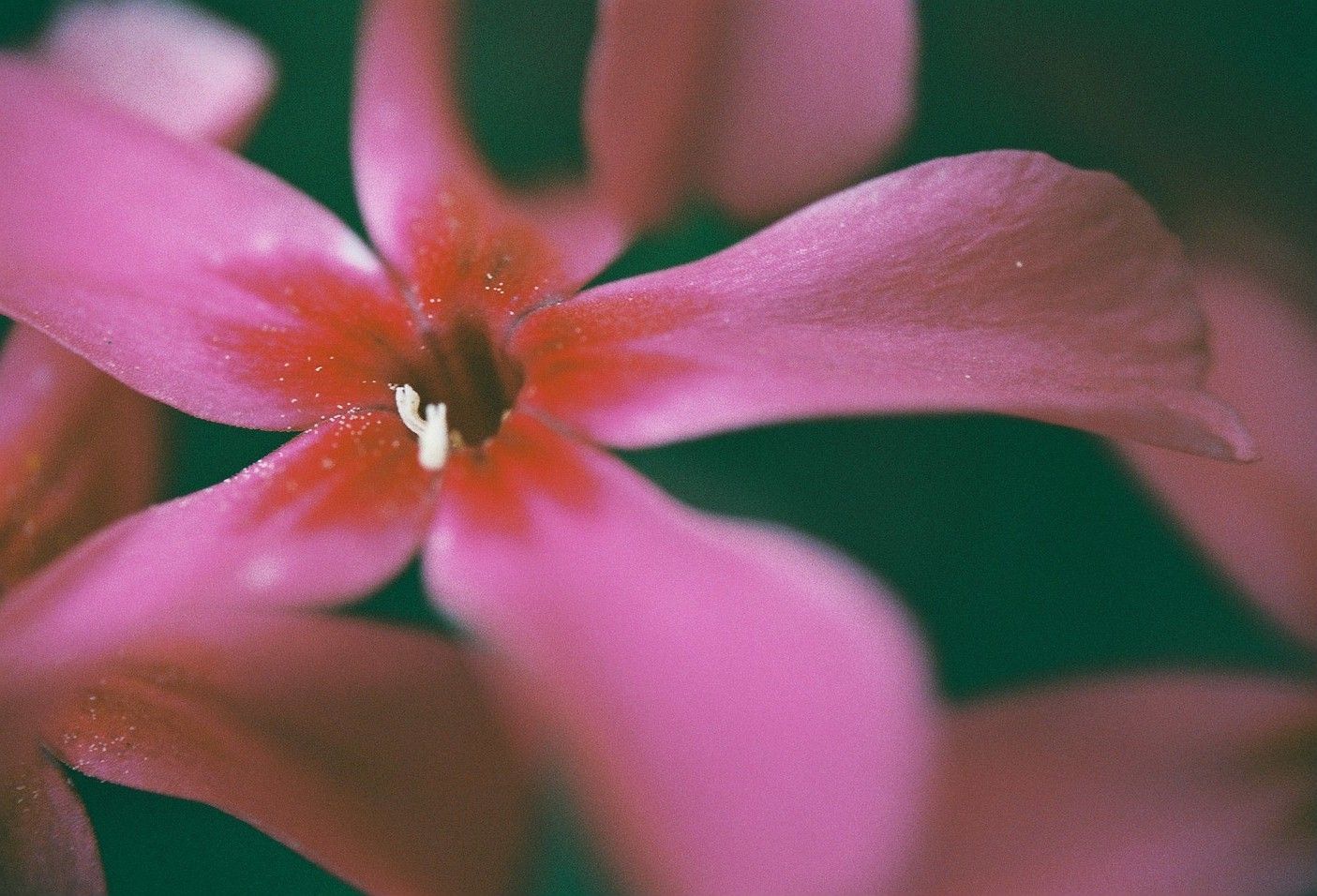 フィルムカメラとLAOWA60mmF2.8マクロ 2019/05/12 : 中川光学研究室ブログ