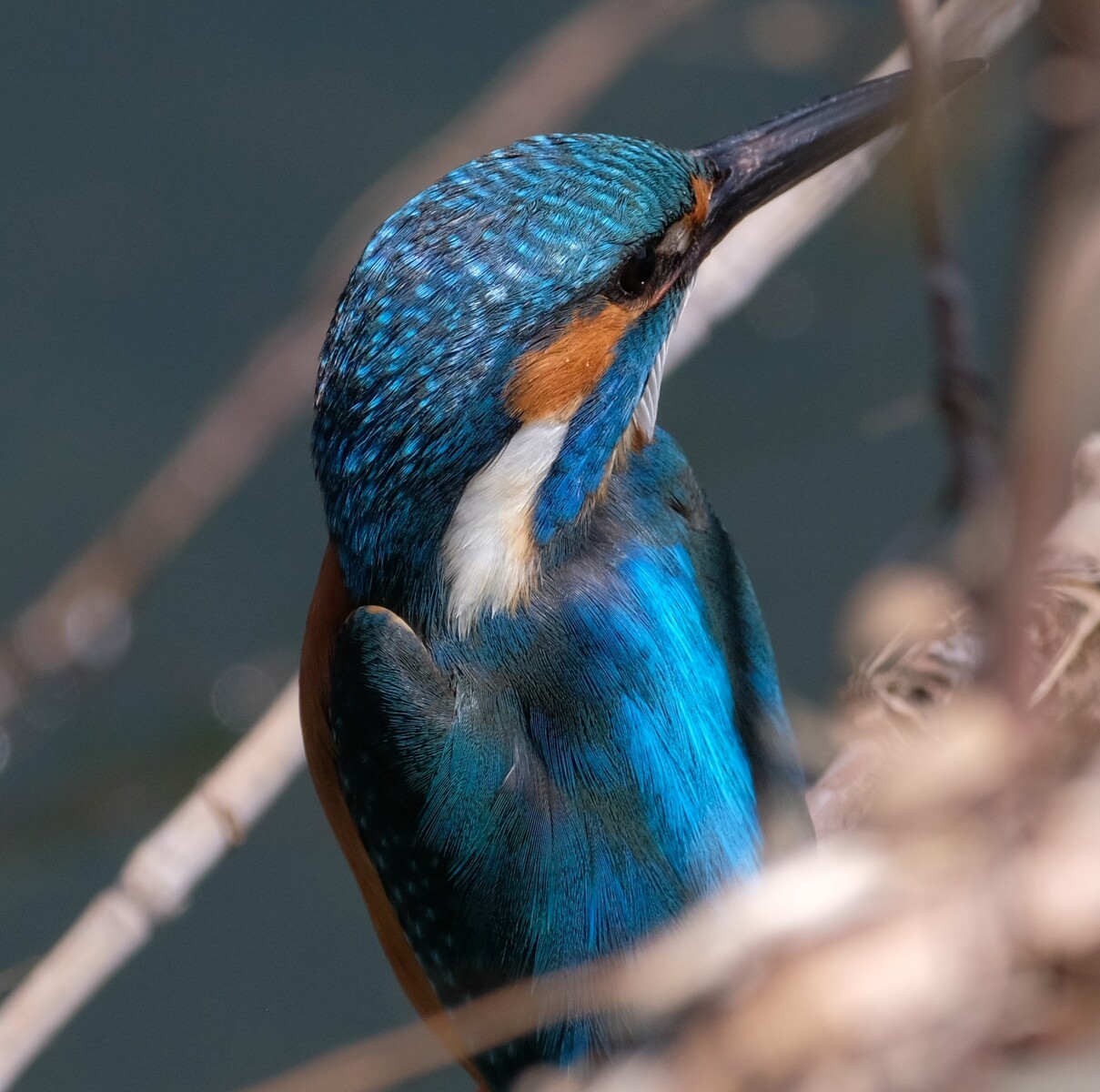 BORGオフ会・2024年春編③～カワセミ作例 2024/04/14 : 中川光学研究室