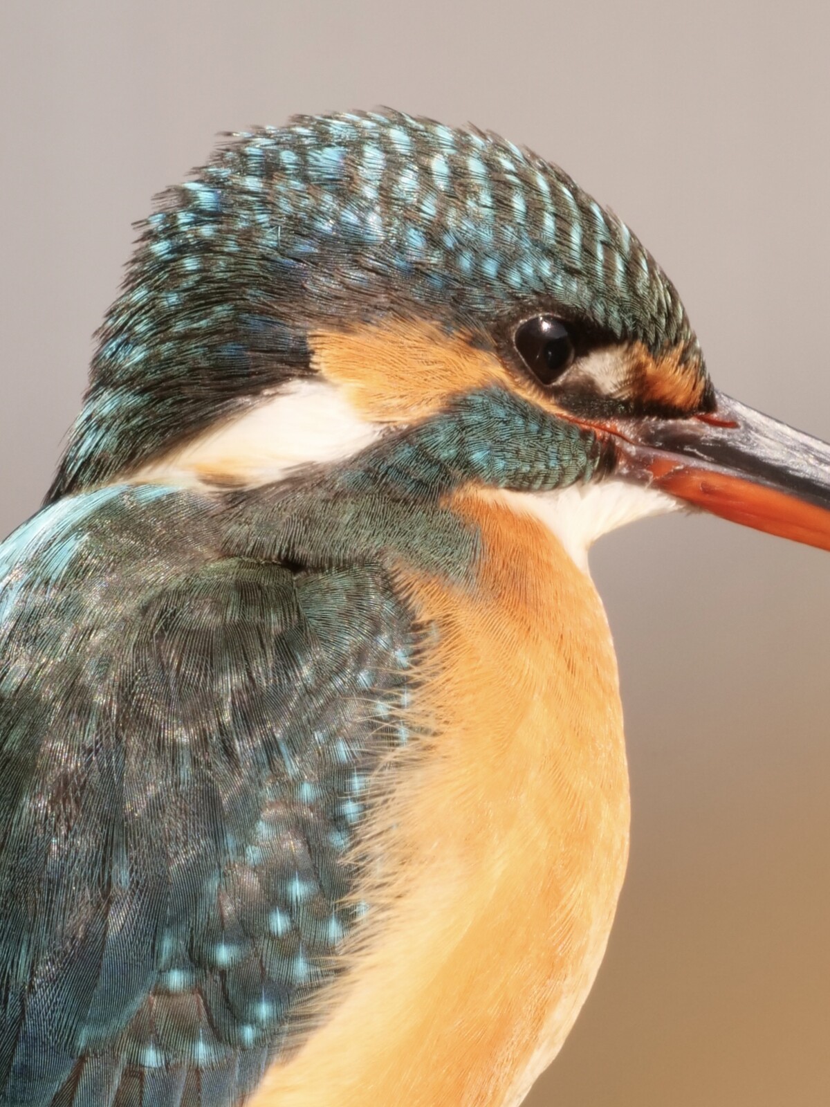 投稿：BORG90FLによるカワセミ・ルリビタキ 2020/01/24 : 中川光学研究