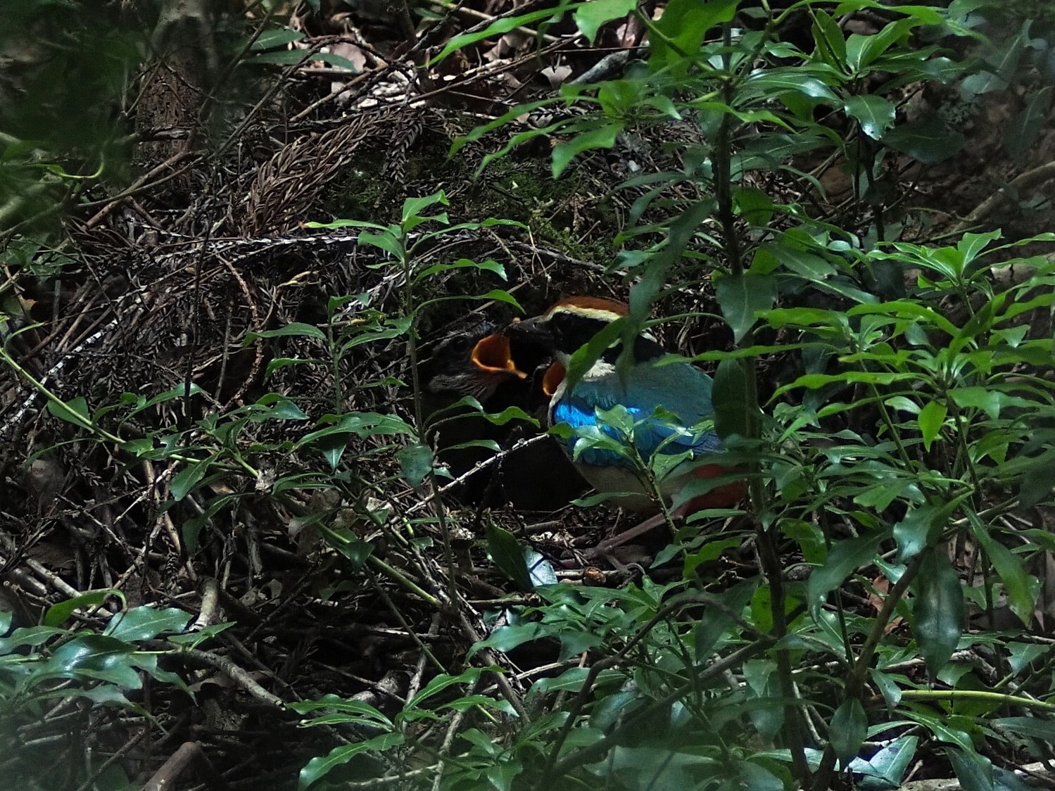 ヤイロチョウ―深い森でくらす妖精 (地球ふしぎはっけんシリーズ