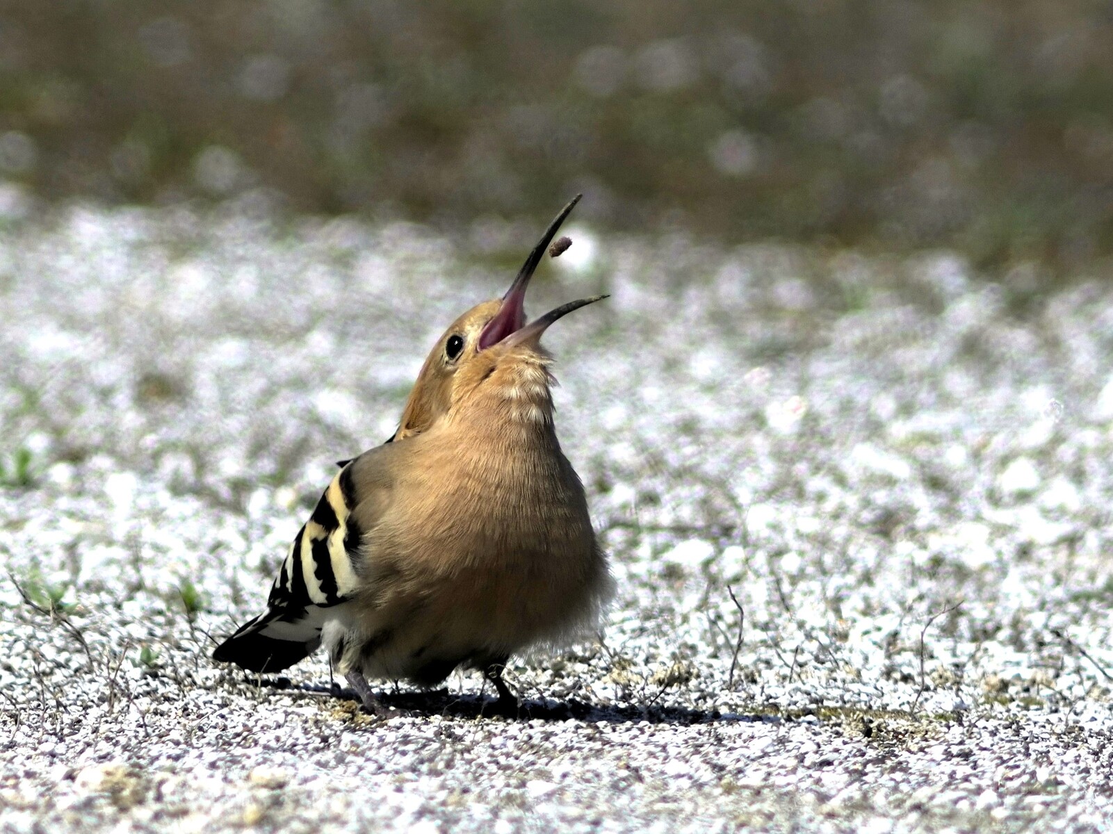 投稿：珍鳥ヤツガシラ 2025/04/12 : 中川光学研究室ブログ