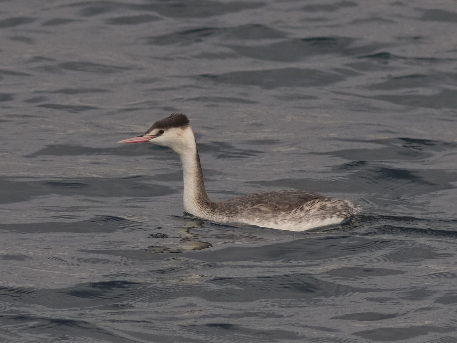 投稿 Borgedによる野鳥５態 アビ カンムリカイツブリ イソヒヨドリ 22 02 09 中川光学研究室ブログ