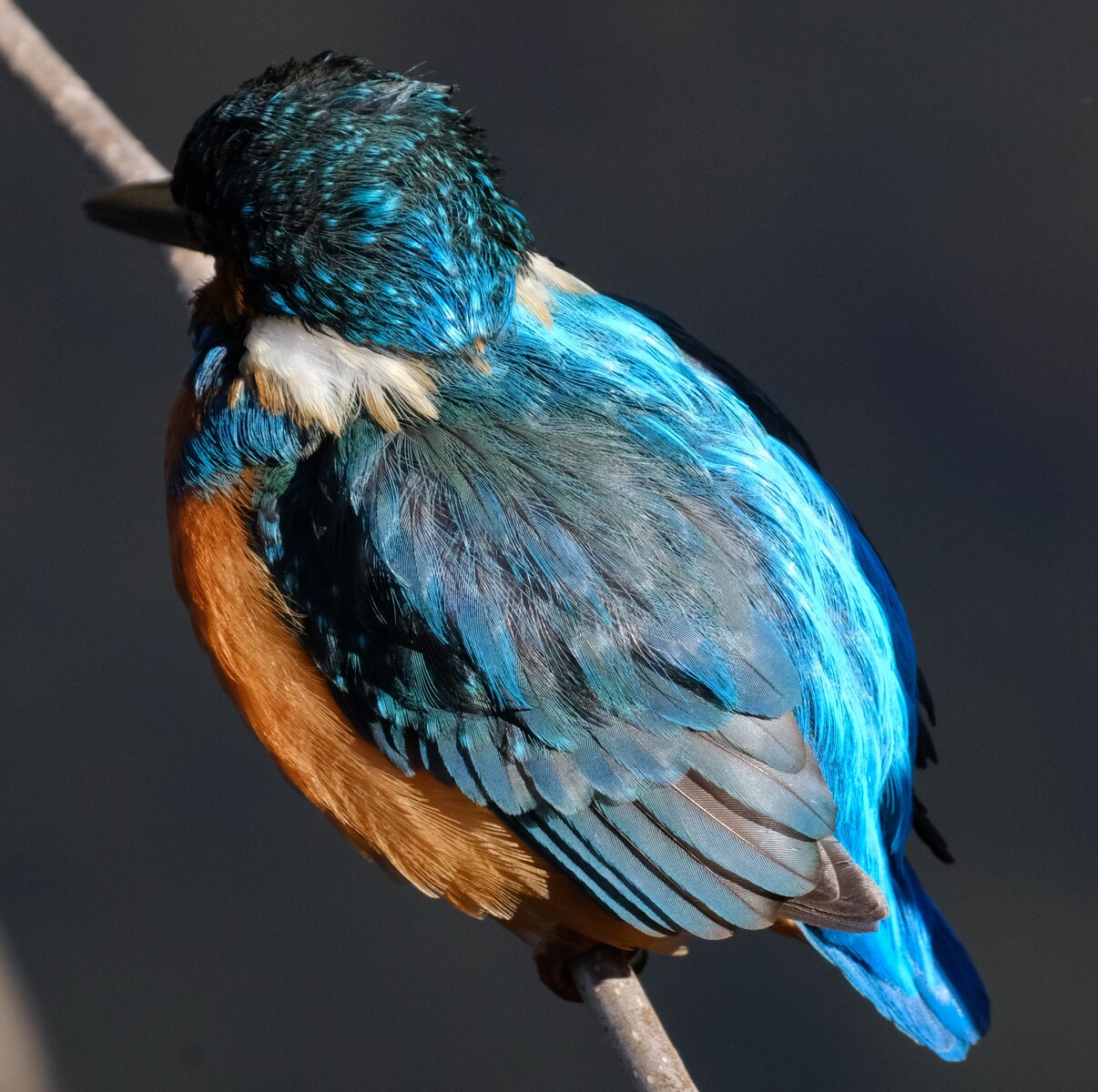 BORG72FLによる高解像度カワセミ② 2020/02/15 : 中川光学研究室ブログ