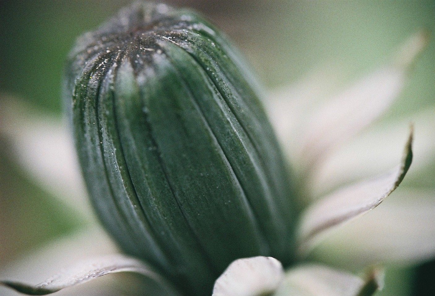 フィルムカメラとLAOWA60mmF2.8マクロ 2019/05/12 : 中川光学研究室ブログ