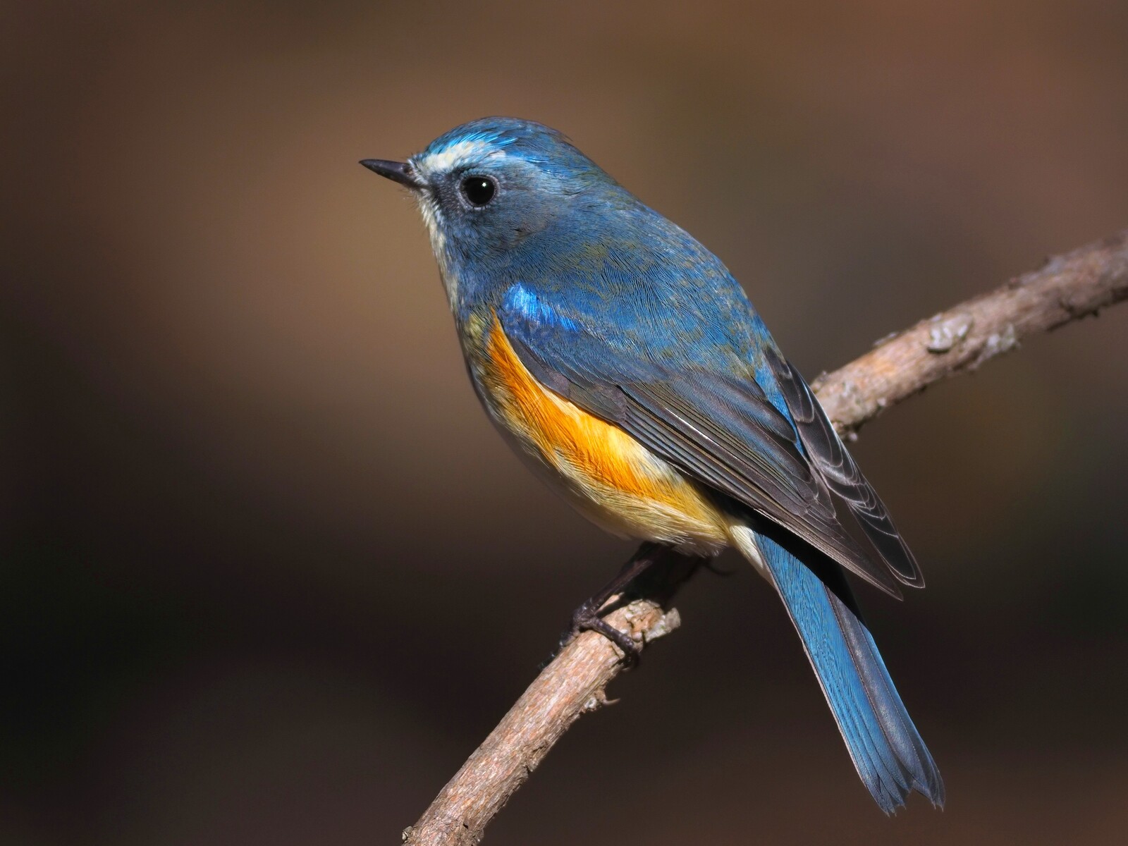 投稿：幸せの青い鳥ルリビタキ♂ 2023/04/04 : 中川光学研究室ブログ