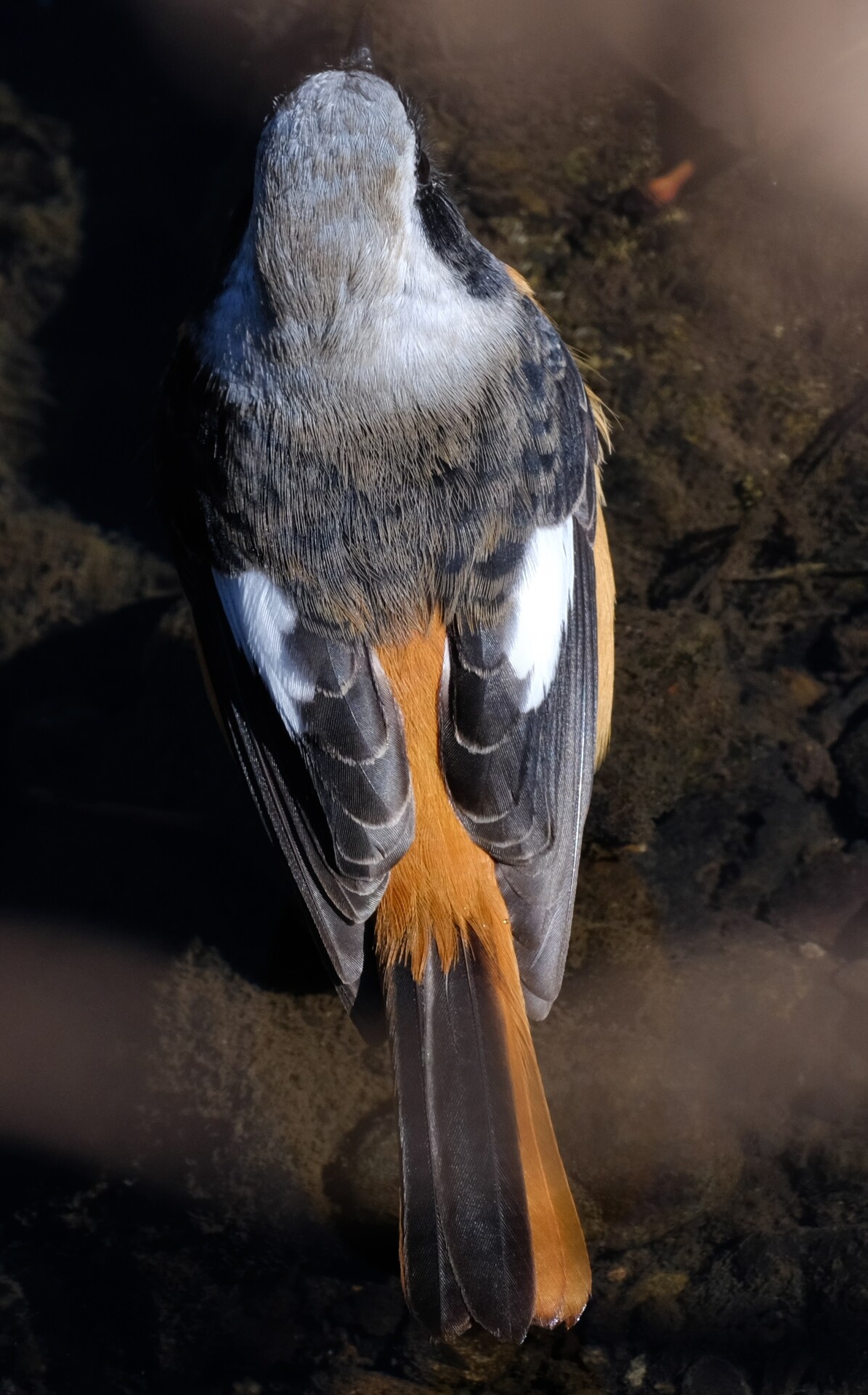 BORG72FLによるジョウビタキ（オス）2020/02/12 : 中川光学研究室ブログ