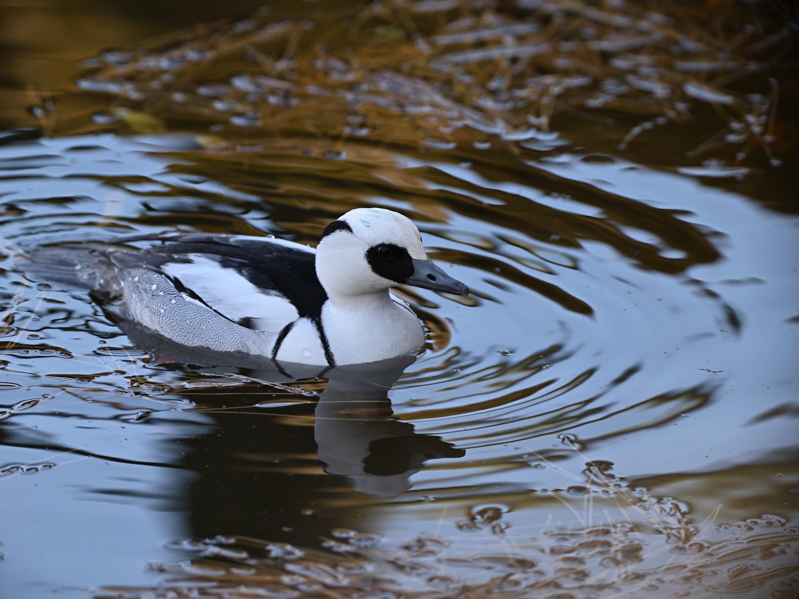 投稿：都市公園のカモたち 2025/02/11 : 中川光学研究室ブログ