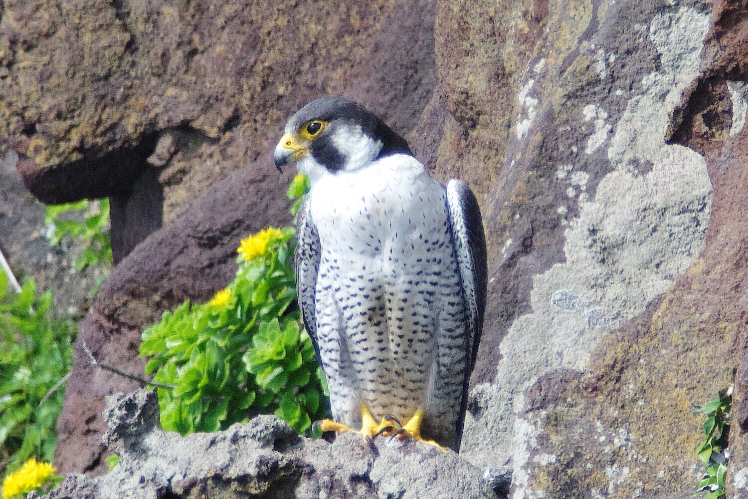 投稿：BORG76EDによるハヤブサ5態 2022/06/16 : 中川光学研究室ブログ