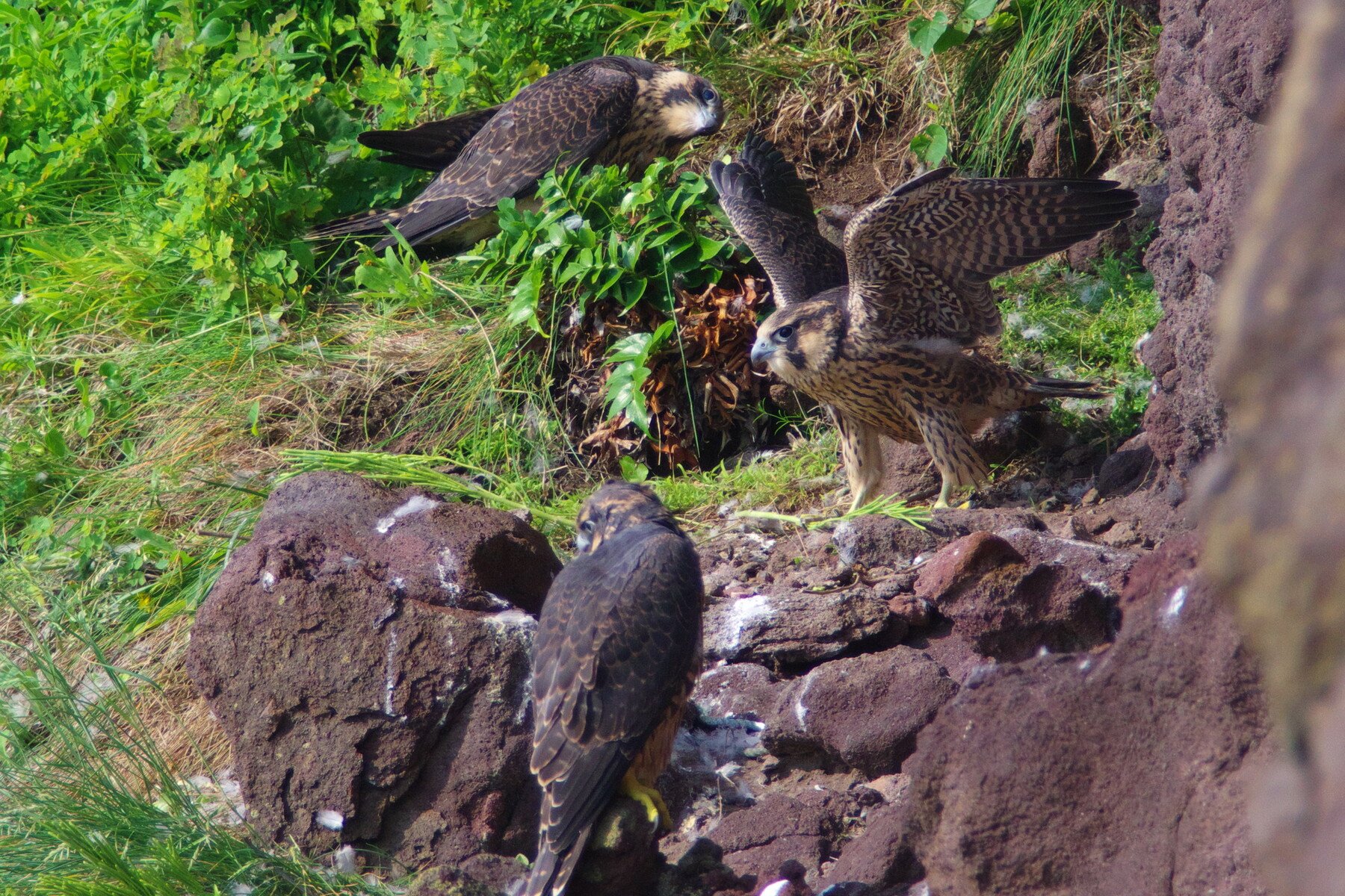 投稿：BORG76EDによるハヤブサ5態 2022/06/16 : 中川光学研究室ブログ