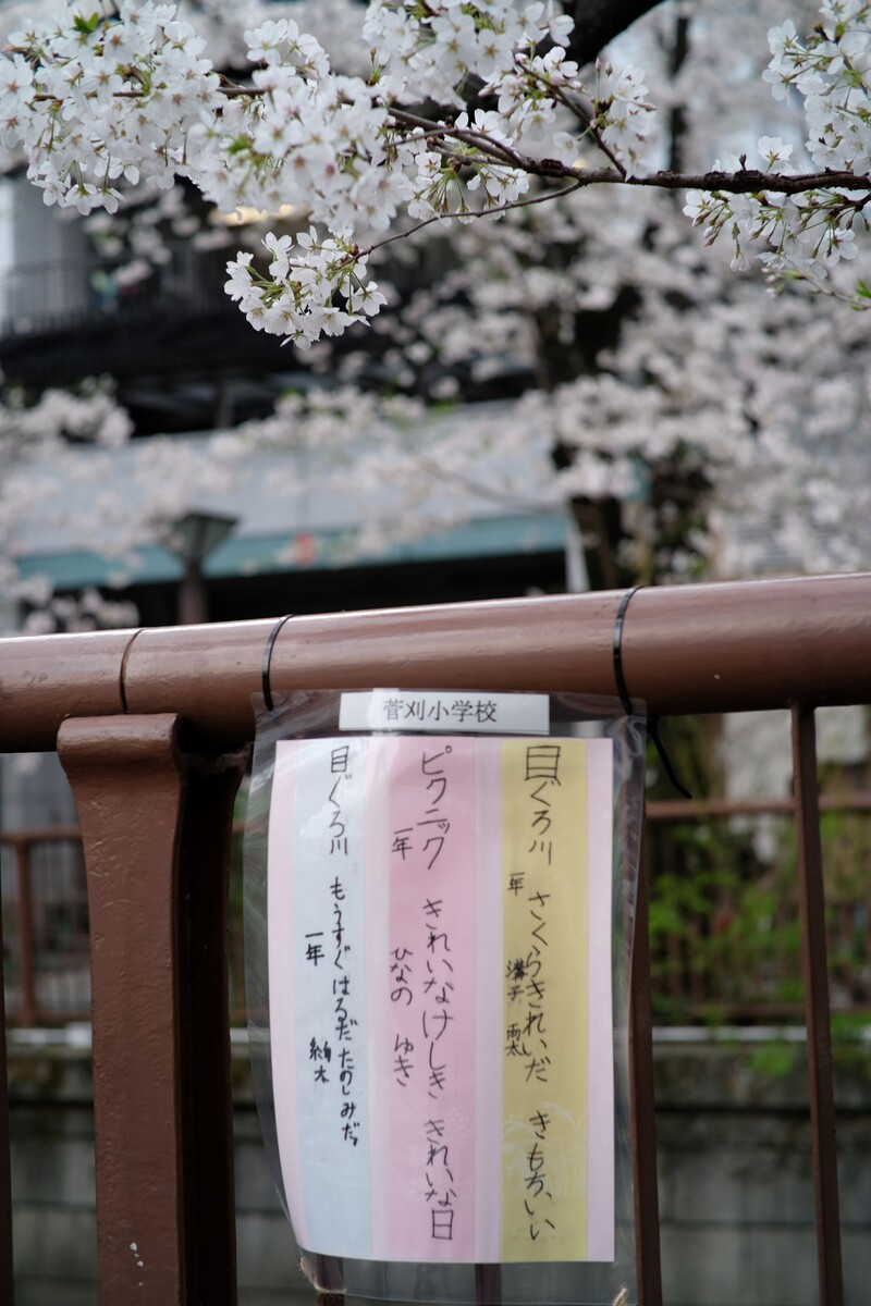 目黒川の桜と小学生の俳句 満月 21 03 30 中川光学研究室ブログ 目黒川の桜と小学生の俳句 満月 21 03 30 中川光学研究室ブログ